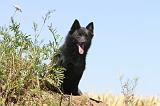 SCHIPPERKE 104